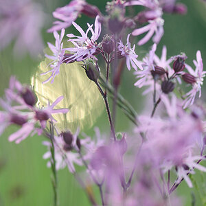 339blumengegenlicht