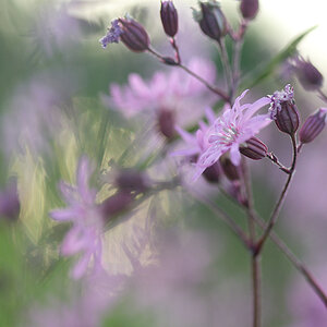 345blumengegenlicht