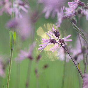 370blumengegenlicht