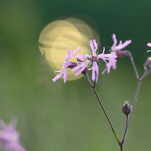 381blumengegenlicht