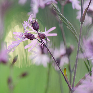359blumengegenlicht