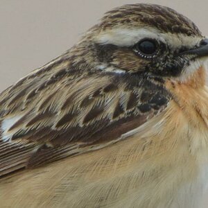 braunkehlchen 100% crop