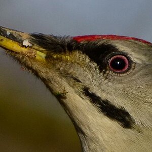 grauspecht 100% crop