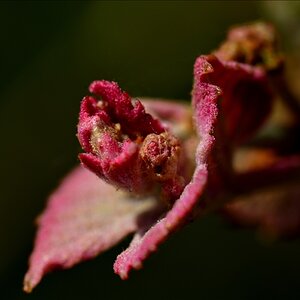 roter Wein