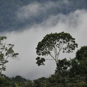 Regenwald
bei der Surama Eco Lodge
2087