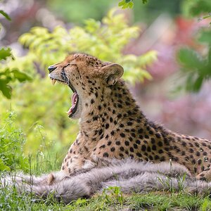 20130601 0301 [NIKON D7100] 400 mm,1 60 Sek. bei ƒ   4,5