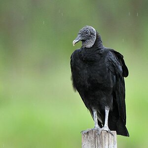 Rabengeier (American Black Vulture)
in Surama
1896