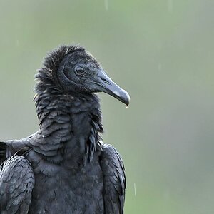 Rabengeier (American Black Vulture)
in Surama
2024