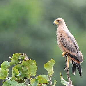 Savannenbussard (Savannah Hawk)
in Surama
1993