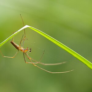 Streckerspinne männlich

Nr. 110613 D 183 NF