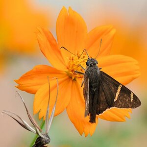Schmetterling 
in Surama