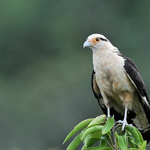 Gelbkopfkarakara (Yellow Headed Caracara)
in Surama
1925