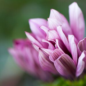 kenzaburo blumen 167