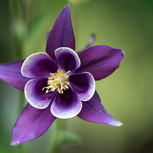 kenzaburo blumen 168