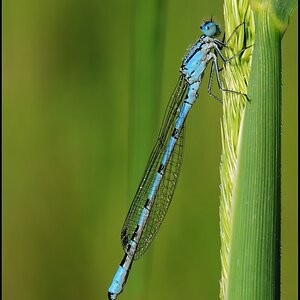libelle