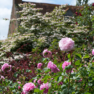 kenzaburo blumen 172