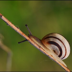 schnecke