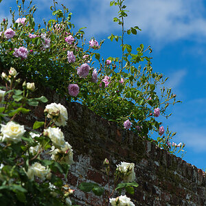 kenzaburo blumen 173