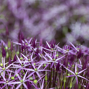 kenzaburo blumen 174