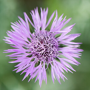 kenzaburo blumen 176