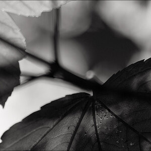 L1006008
