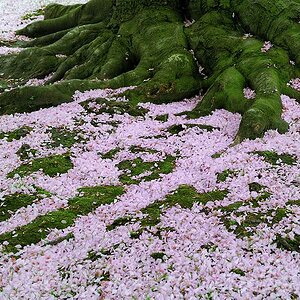 End of a Cherry Tree