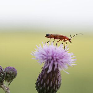 makro käfer1