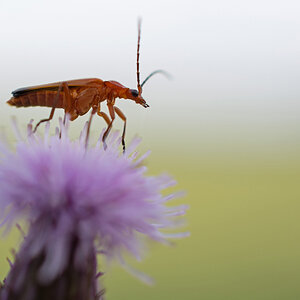 makro käfer2