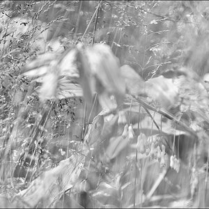 Duette2DSC 0028