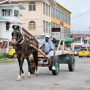 Pferdewagen in Georgetown
3435