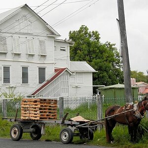 Pferdewagen in Georgetown
0221
