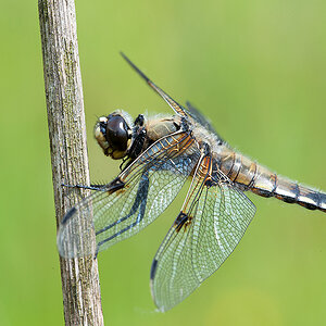 Vierflecklibelle 2013-06-12