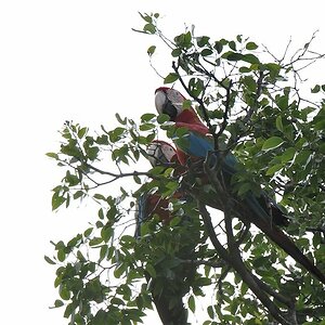 Dunkelroter Ara, auch Grünflügel Ara genannt (RedAndGreenMacaw)
Burro-Burro River, Surama
2256