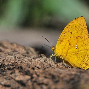 Schmetterling
Burro-Burro River, Surama
2333