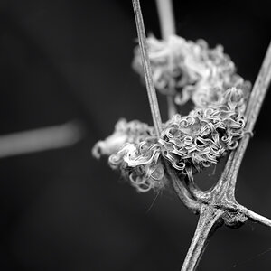2011024wiesestillebensw