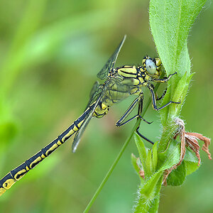 Westliche Keiljungfer 2013-06-12