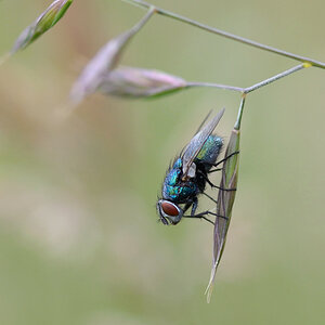 701900fliege