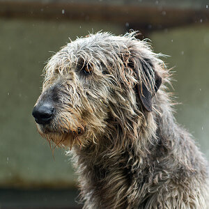 2130528 1718 Wolfshund