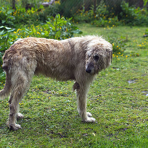 2130528 1726 Wolfshund