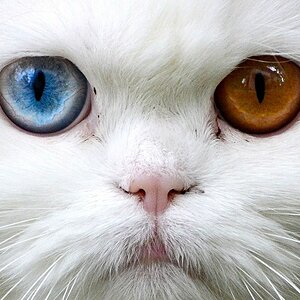 Ich schau Dir in die Augen Kleines