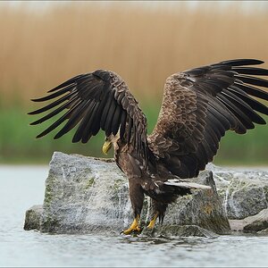 aacomp usedom 20130517 1599