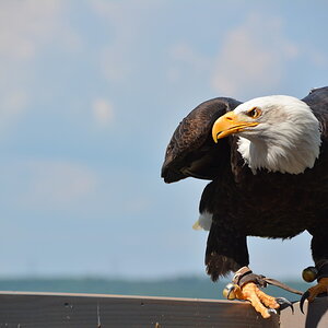 Adler