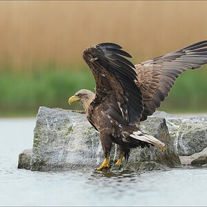 aacomp usedom 20130517 1601