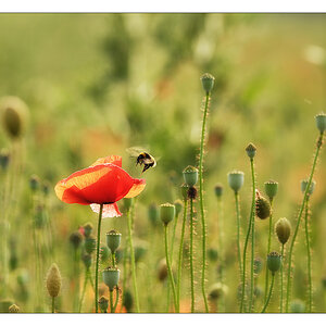 2013 06 19 DSC 8297 w