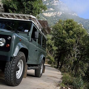 Forest Cruising
