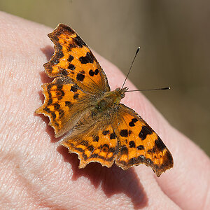 Helfende Hände 2013-07-01