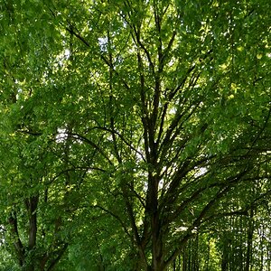 allee002