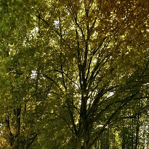 allee003