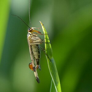 D71 Skorpionsfliege II 50 500 Nikon F