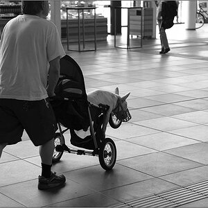 Wer seinen Kampfhund liebt, der schiebt